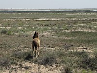 Aktau